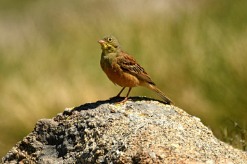 A gardener scribe on the rock in gredos