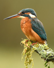 A fisherman martin poses on the branch of a tree