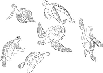 Vector set of sea turtle isolated white background