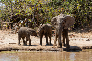 Elephants At A Watering Hole