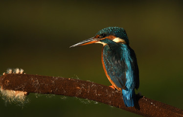 A fisherman martin poses on the branch of a tree