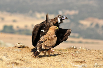 Young imperial eagle in the field