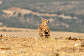 Young imperial eagle in the field