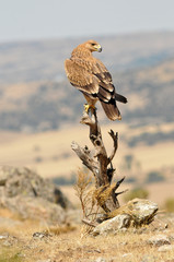 Young imperial eagle in the field