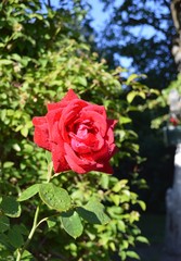 red rose in the garden