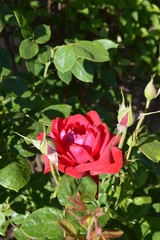 red rose in the garden