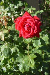 red rose in garden