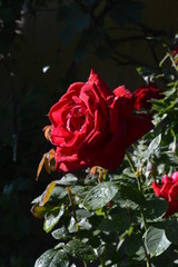 red roses on a black background