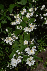 blooming tree in spring