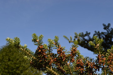 branches of a tree against blue sky