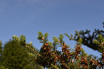 tree and blue sky
