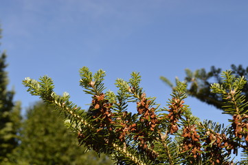 tree and blue sky
