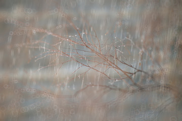 autumn landscape on a rainy day in a city park / yellow trees in the rain