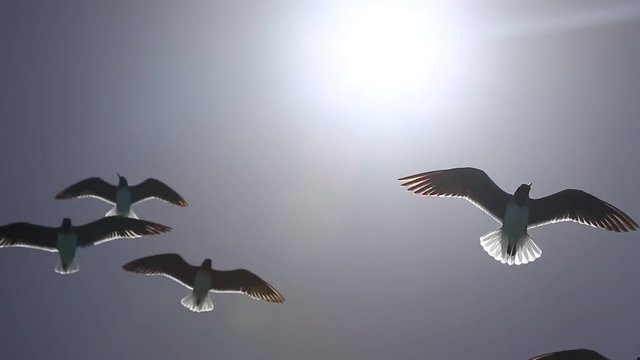 Gulls fly in a flock and are looking for where in the sea you can eat something