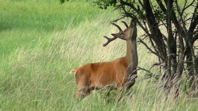 Deer Buck on a meadow stripping bark off a tree slomotion