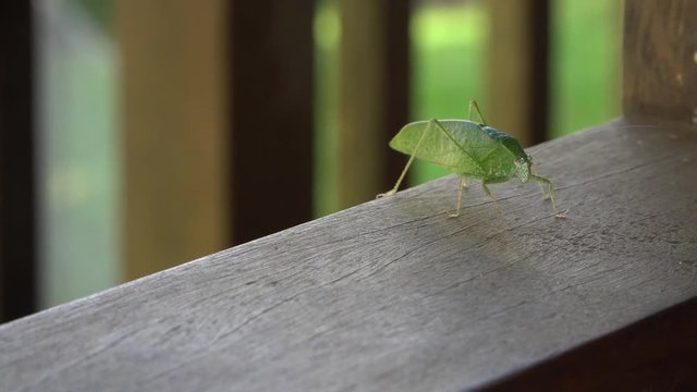 Large green katydid on wooden rail, slowly moves antennae and legs