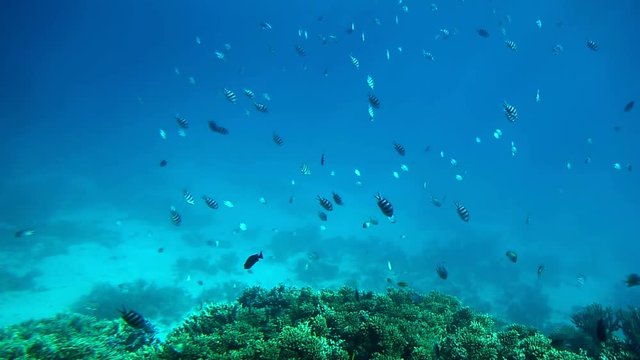 The fish swims and enjoys the sea and its inhabitants