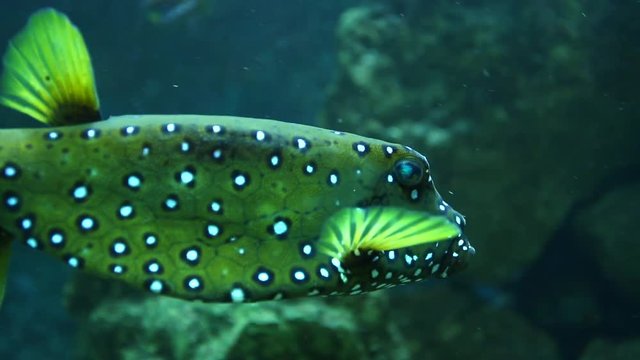 The fish swims and enjoys the sea and its inhabitants