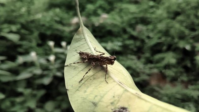 "Hopping Bug" 이미지 – 찾아보기 56 스톡 사진, 벡터 및 비디오 | Adobe Stock