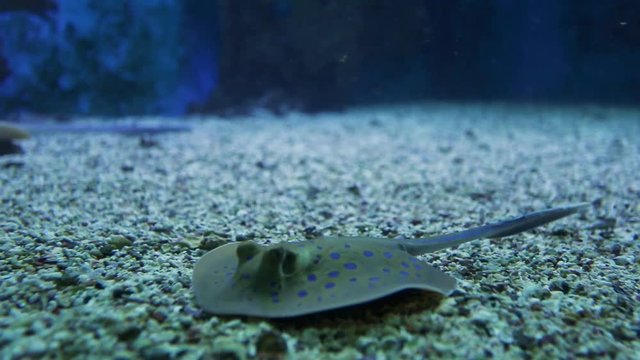 A small devilfish wanders the seabed