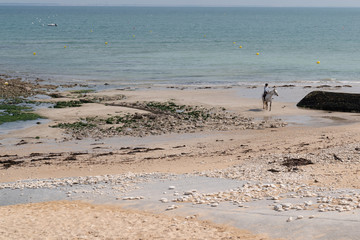 Fototapeta na wymiar Beach on Ile de re in France with woman and horse in sand