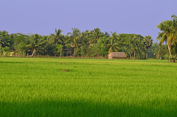 landscape of a village in India