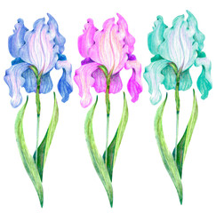Bouquet of irises on a white background