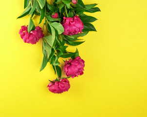 bouquet of red peonies with green leaves on a yellow background