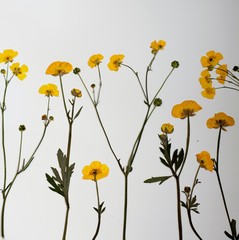 Pressed yellow buttercups on a white background 