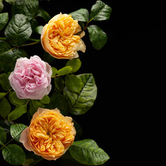 Beautiful bunch of colorful roses flowers on black background.