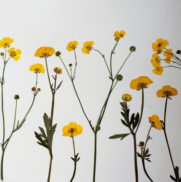 Pressed yellow buttercups on a white background 
