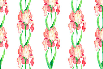 Pattern Red flowers irises on a white background.