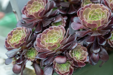 Close up of beautiful Aeonium arboreum var. atropurpureum. .Note: Shallow depth of field