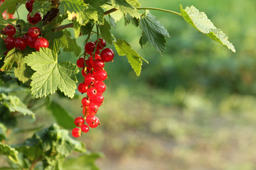 Red currant berries hang on a bush in the garden. summer harvest ripens