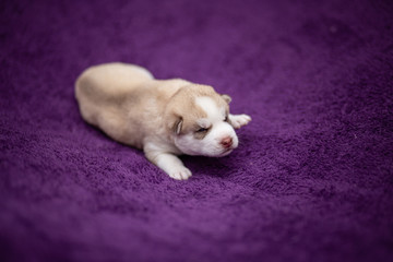 Fototapeta premium Husky puppy