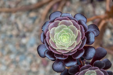 Close up of beautiful Aeonium arboreum var. atropurpureum. .Note: Shallow depth of field