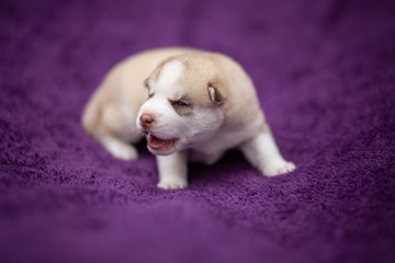 Siberian husky puppy