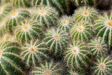 Close up of beautiful Coryphantha sulcolanata. Note: Shallow depth of field