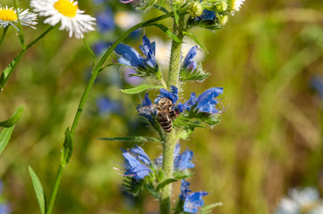 Bee pollinating a blueweed flower