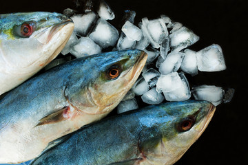  Fresh sea fish tuna in the ice on a black background. Close-up.