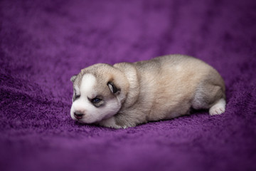 Siberian husky puppy