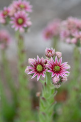 Close up of beautiful Sempervivum funckii. Note: Shallow depth of field