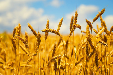Wheat field in summer next to a blue sky with clouds on a sunny day. Beautiful nature background