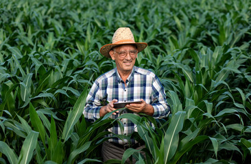 Naklejka na ściany i meble Portrait of senior farmer standing in corn field with tablet in his hands and examining crop.