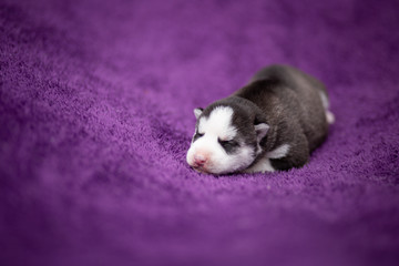 Fototapeta premium Husky puppy
