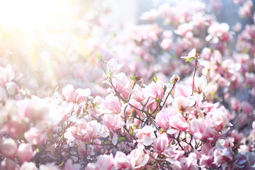 magnolia blossom spring garden / beautiful flowers, spring background pink flowers
