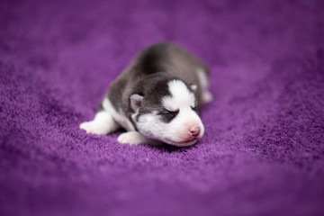 Husky puppy
