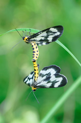 ヒロオビトンボエダシャク