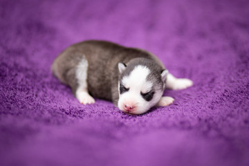 Husky puppy