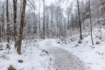 forest path at winter time